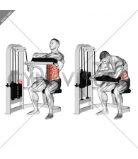 Lever Seated Crunch (hands pad)