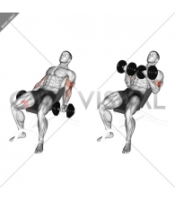 Dumbbell Incline Curl (version 2)