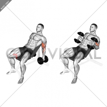 Dumbbell Incline Hammer Curl