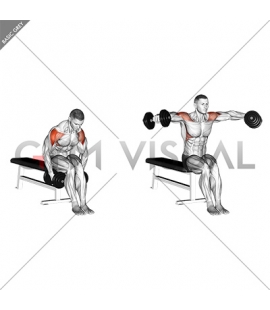 Illustrations and videos about anatomy of exercises - Gym visual