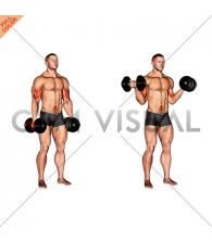 Dumbbell Standing Inner Biceps Curl (version 2)