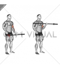 Barbell Alternate Biceps Curl