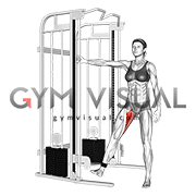 Cable Hip Adduction (female)
