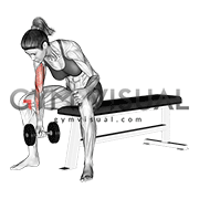 Dumbbell Concentration Curl (female)