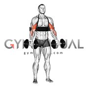 Dumbbell Alternate Biceps Curl (with arm blaster)