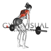 Barbell Reverse Grip Bent Over Row (female)