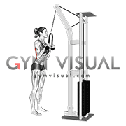 Cable Pushdown (with rope attachment) (female)