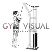 Cable Reverse grip Pushdown (female)