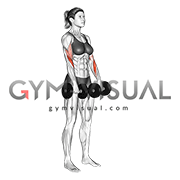 Dumbbell Biceps Curl Reverse (female)