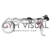 Push Up (on stability ball) (female)