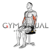 Resistance Band Seated Biceps Curl