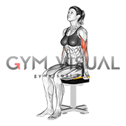 Resistance Band Seated Biceps Curl (female)