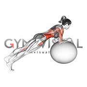 Stability Ball Rounded Rollout (female)