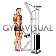 Cable Biceps Curl (SZ-bar)