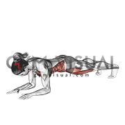 Front Plank to Push-up (female)