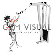 Cable Standing Biceps Curl (with rope) (female)