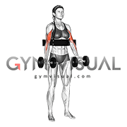 Dumbbell Biceps Curl (with arm blaster) (female)