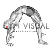 Bridge Pose Yoga Stretch