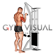 Cable Triceps Pushdown (SZ-bar)