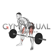 Royalty-free GIFs about anatomy of fitness and bodybuilding (8