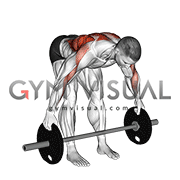 Barbell Bent Over Wide Alternate Row Plus