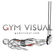 Ring hamstring curls store
