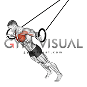 Ring Chest Fly