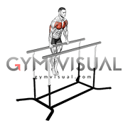 Chest Dip on Straight Bar