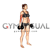 Dumbbell Hammer Curl (female)