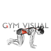 Royalty-free GIFs about anatomy of fitness and bodybuilding - Gym visual