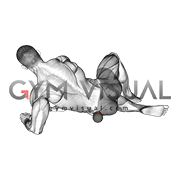 Roll Ball Gluteus Medius