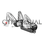 Roll Rhomboids (female)
