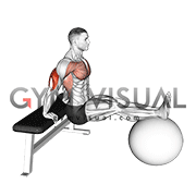 Bench Dip on Stability Ball