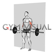 Barbell Srtict Curl
