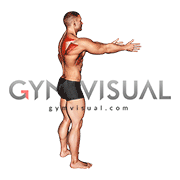 Bodyweight Standing Scapula Row (male)