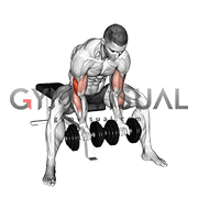 Dumbbell Seated Double Concentration Curl