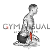 Seated Forearms Stretch (male)