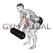Dumbbell Bent Over Curl (male)