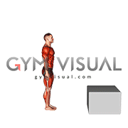 Burpee Jump Box (male)