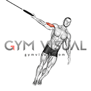 Ring One Arm Biceps Curl (male)