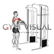 Cable Standing Y-raise (VERSION 2) (male)