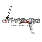 Ring Isometric Hold Reverse Ab Rollout