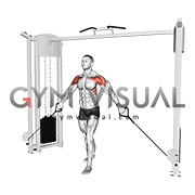 Cable Front Shoulder Raise