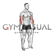 Band Standing Reverse Curl