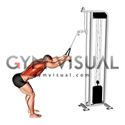 Cable Straight Arm Pulldown (with rope attachment)