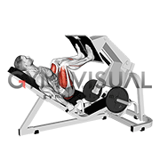 Lever Angled Leg Press (male)