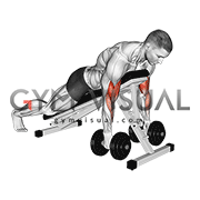 Dumbbell Spider Curl (male)
