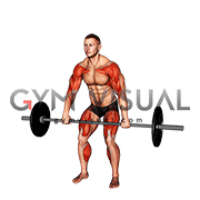 Barbell Hang Clean High Pull (male)