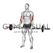 Barbell Fat Bar Reverse Curl (male)