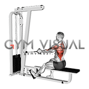 Cable Seated Single Arm Lats Focused Row
